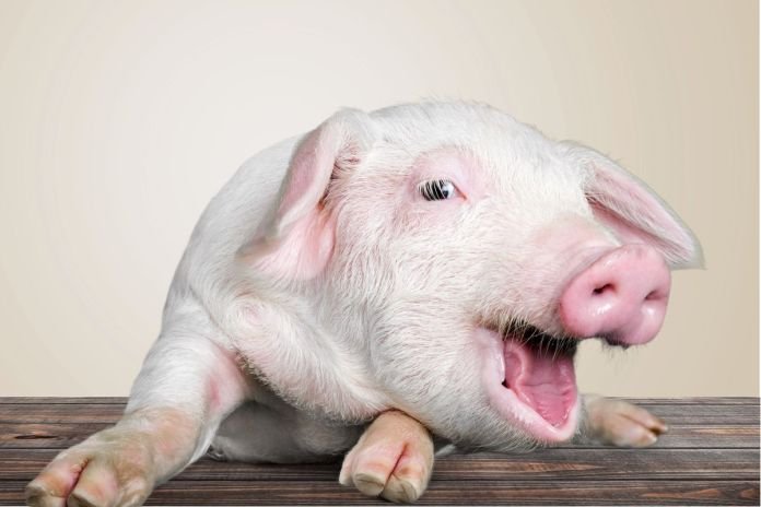 Bringing Pork into Dubai