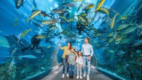 Dubai Aquarium and Underwater Zoo – Tickets, Timings, Contact, Location