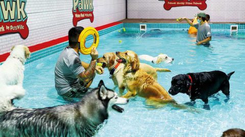 Dubai Now Has A Water Park Option For Dogs Thanks To Petsville